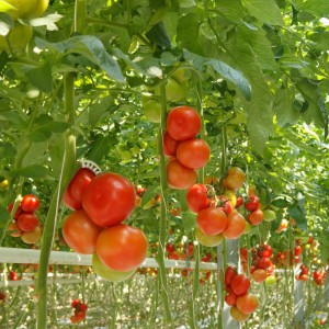 Planting a vegetable garden in the desert