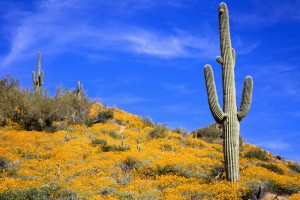 Spring break ideas for stay at home parents